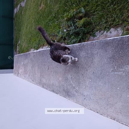 Photo 1/1 Chat retrouvé Trouvé à Saint Pee Sur Nivelle