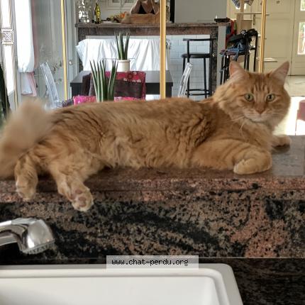 Photo de chat perdu à Lorgues