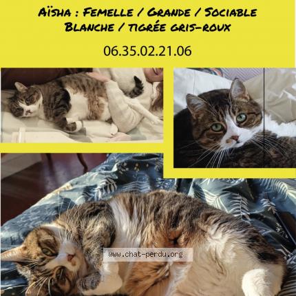 Photo 1/1 Chat retrouvé Perdu à Marseille