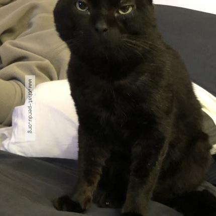 Photo de chat perdu à Bavilliers