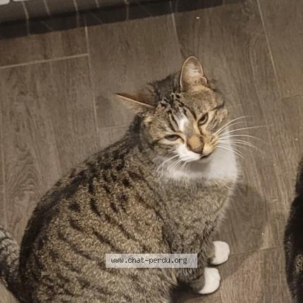 Photo 1/1 Chat retrouvé Perdu à Mareil sur mauldre