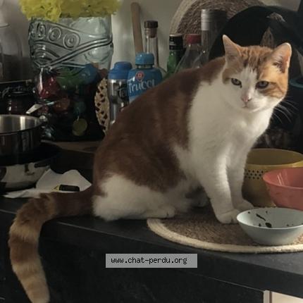 Photo de chat perdu à Le Gua