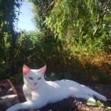 Photo de chat perdu à Laventie