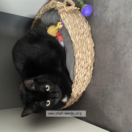 Photo de chat perdu à Toulouse