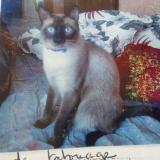 Photo de chat perdu à Brassac Les Mines