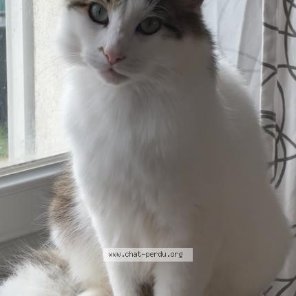 Photo de chat perdu à Sully Sur Loire