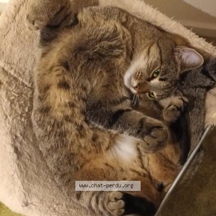 Photo de chat perdu à Lyon