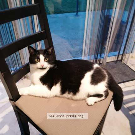 Photo de chat perdu à La Chapelle Heulin