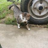 Photo de chat trouvé à Geveze