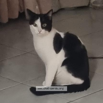 Photo de chat perdu à Saint Leger Sous Brienne