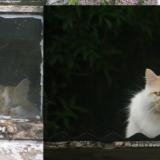 Photo de chat trouvé à Sait Sulpice Le Gueretois