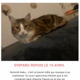 Photo de chat perdu à Brignais