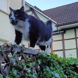 Photo de chat perdu à Blotzheim