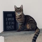 Photo de chat perdu à La Charite Sur Loire