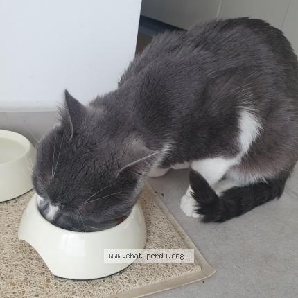 Photo 1/1 Chat retrouvé Perdu à Livry Gargan