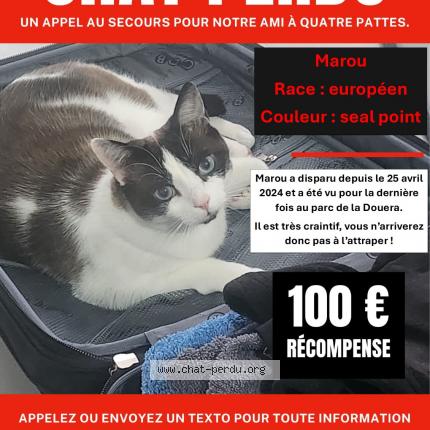 Photo de chat perdu à Malzeville