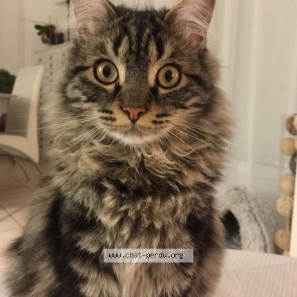 Photo 1/1 Samba Chat perdu à Juvignac