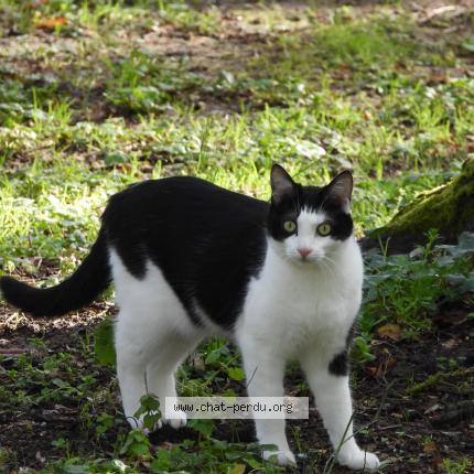 Photo 1/1 Luna Chat perdu à Toulouse