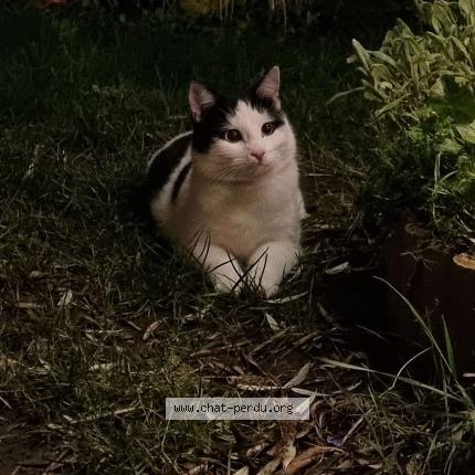 Photo 1/1 Chat retrouvé Perdu à Rueil Malmaison