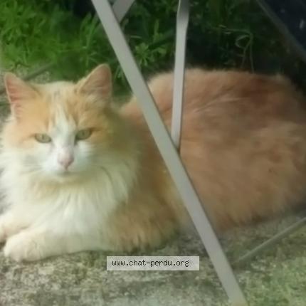 Photo 1/1 Chat retrouvé Trouvé à Saint androny