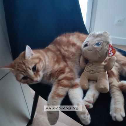 Photo 2/3 Chat retrouvé Perdu à Aixe Sur Vienne