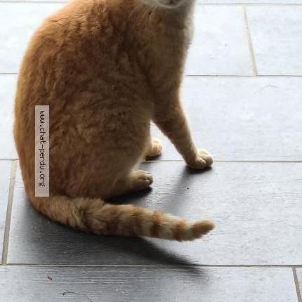Photo 1/1 Chat retrouvé Trouvé à Mont