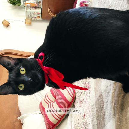 Photo 1/1 Imogen Chat perdu à Blanquefort