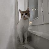 Photo de chat perdu à Bischeim