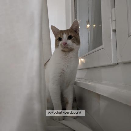 Photo 1/1 Chat retrouvé Perdu à Bischeim