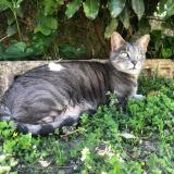 Photo de chat perdu à Saint Donat Sur L Herbasse