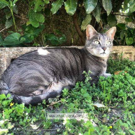 Photo 1/1 Chat retrouvé Perdu à Saint Donat Sur L Herbasse