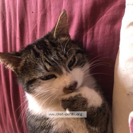 Photo 1/1 P’tit coeur Chat perdu à Cezay