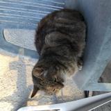 Photo de chat perdu à Cezay