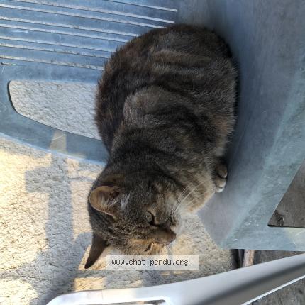 Photo de chat perdu à Cezay