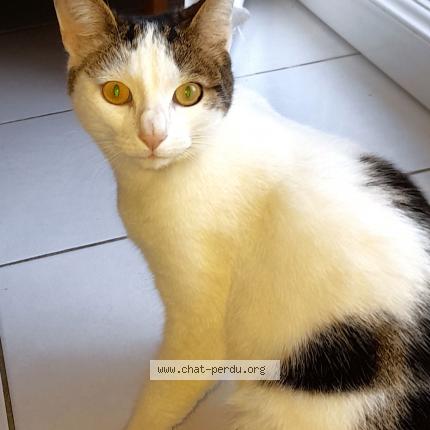 Photo 1/2 NUAGE toujours recherché Chat perdu à Trelaze