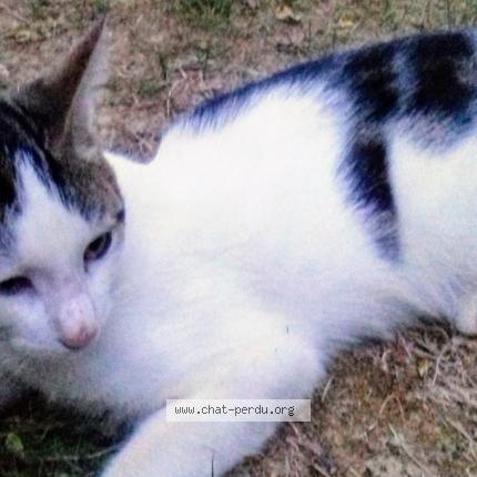 Photo 2/2 NUAGE toujours recherché Chat perdu à Trelaze