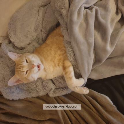 Photo 1/1 Felix Chat perdu à Roeschwoog