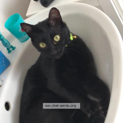 Photo 1/1 Arès Chat perdu à Vitot