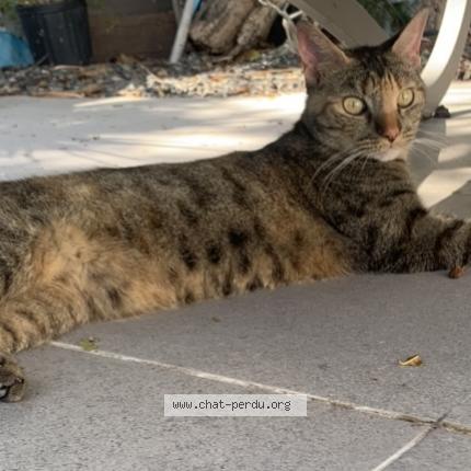Photo de chat perdu à Nogent Sur Vernisson