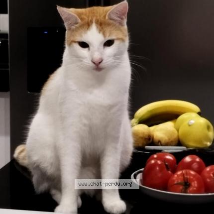 Photo 1/1 TAO Chat perdu à Mauguio