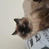 Photo de chat perdu à Breval