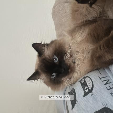 Photo 1/1 Chat retrouvé Perdu à Breval