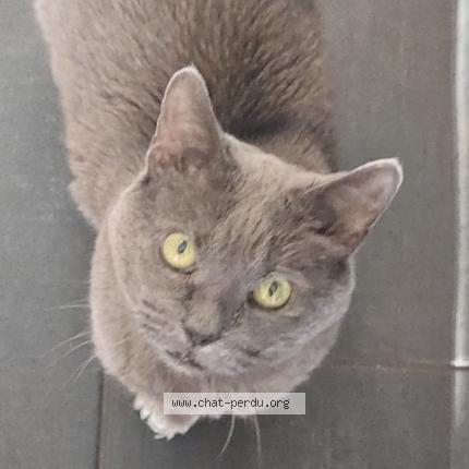 Photo 1/1 Grisette Chat perdu à Quebec