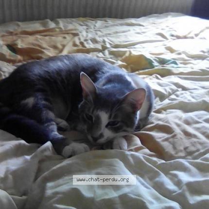 Photo 1/1 B.B.ZEUS Chat perdu à Clermont ferrand