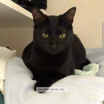 Photo de chat perdu à Breal Sous Montfort