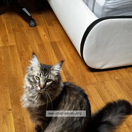 Photo de chat perdu à Vitry Sur Seine
