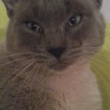 Photo de chat perdu à Guer