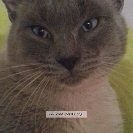 Photo 1/1 Chat retrouvé Perdu à Guer