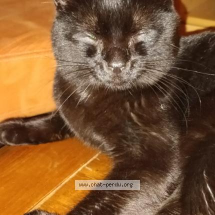 Photo 2/3 Bibou Chat perdu à Wolfersdorf