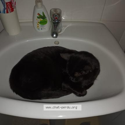 Photo 3/3 Bibou Chat perdu à Wolfersdorf